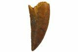 Serrated, Raptor Tooth - Real Dinosaur Tooth #135166-1